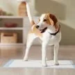 Frisco Dog Training Potty Pads