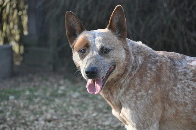 Australian Cattle dog from behind with a background of trees and fallen leaves.