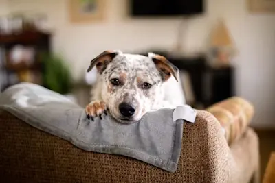 Australian Cattle dog resting its chin on the back of a brown couch, looking at the camera.