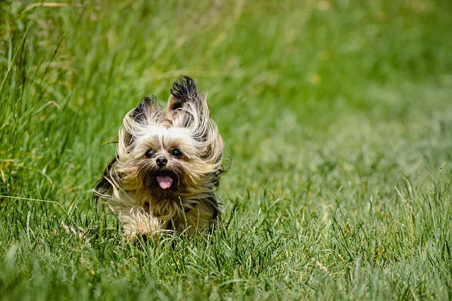 A joyful small dog with long hair running through green grass, tongue out.