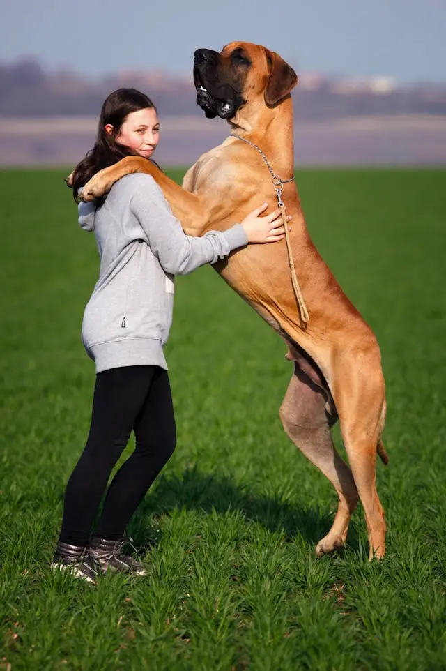 A large dog standing on hind legs embracing a person in a grassy field.