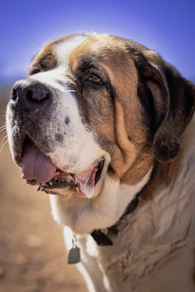 Close-up of a Saint Bernard dog with a collar and tag, against a blue sky background.