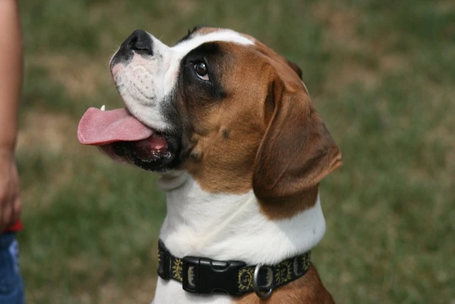 A brown and white dog with a black collar on grass, tongue out, with a person nearby.