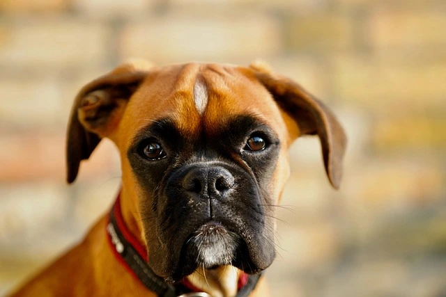 A brown dog's ears with a blurred square over the center of the image.