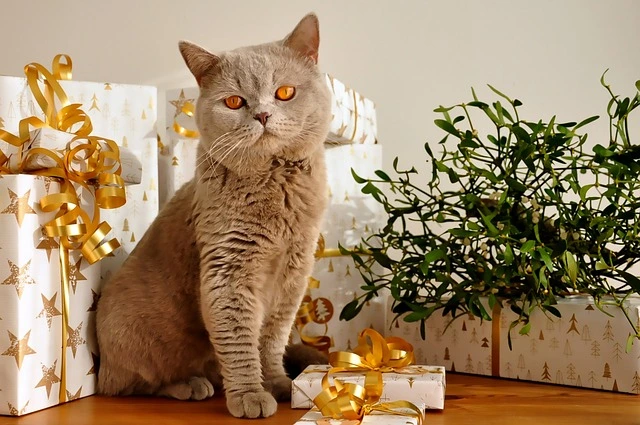 A grey cat with golden eyes sitting beside wrapped gifts with gold ribbons and a green plant.