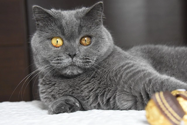 A gray British Shorthair cat with striking amber eyes lying down, facing the camera.