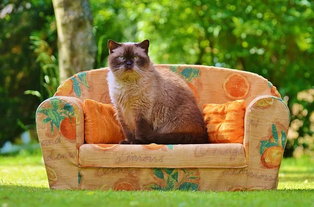 British-Shorthair sitting on a miniature sofa outdoors.