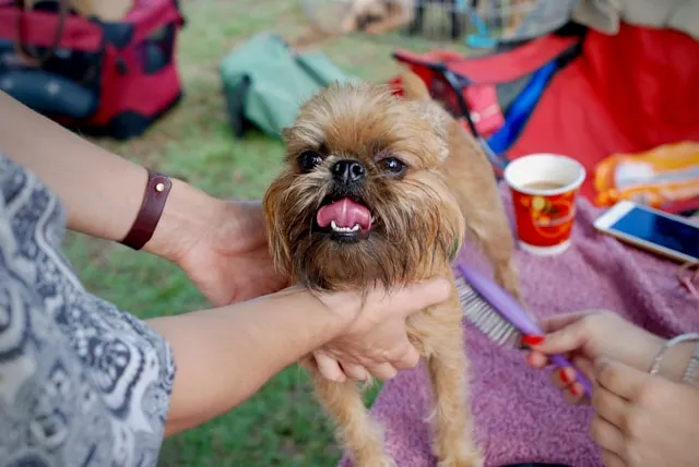 Brussels Griffon