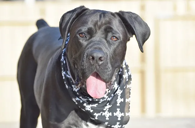 A black dog with a bone-patterned scarf around its neck.