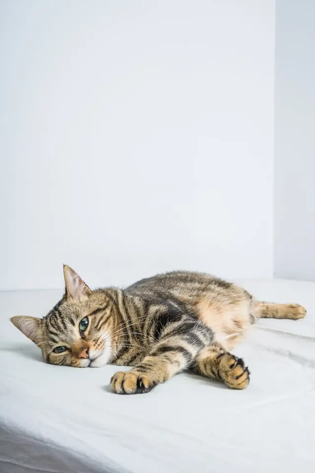 Tabby cat lying down on a white surface with a relaxed posture.