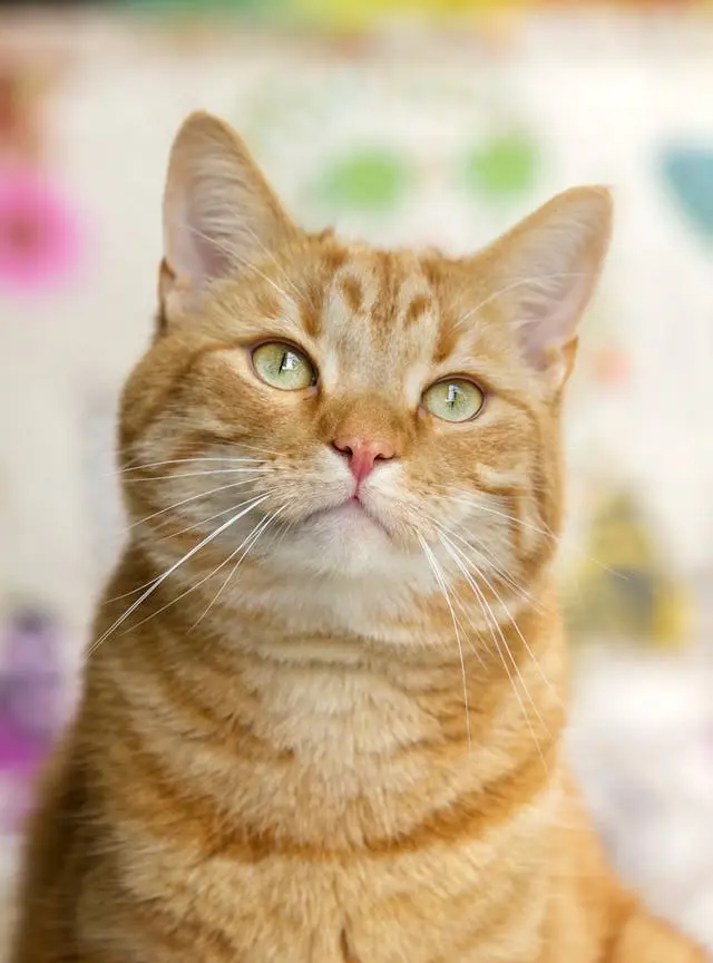 Close-up of a ginger cat looking upwards with a soft-focus background.