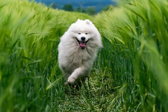 A joyful white dog running through a green wheat field.