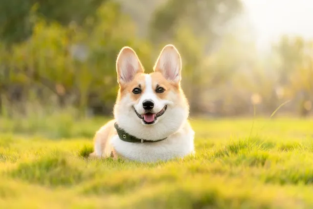 A Corgi dog sitting on grass backlit by sunlight, with a blurred background.