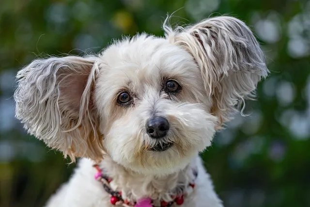 A small dog with a pink collar and fluffy white fur on a blurred green background.