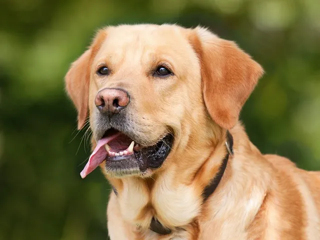 Close-up of a tan dog's ear with a blurred green background.