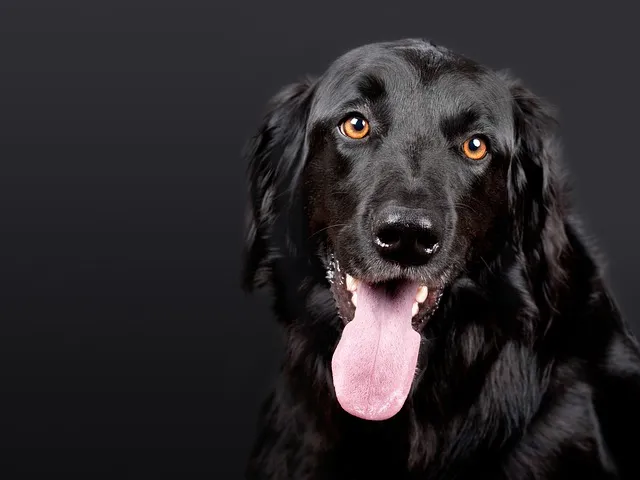 A black dog with shiny coat and bright, amber eyes on a dark background, tongue out.