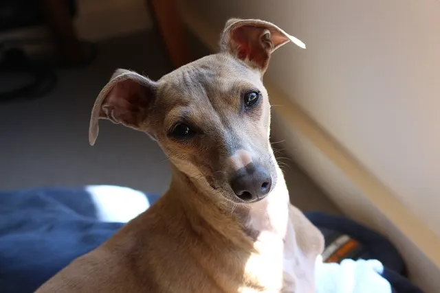 Italian Greyhound