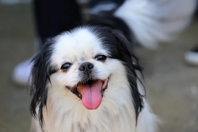 Japanese Chin