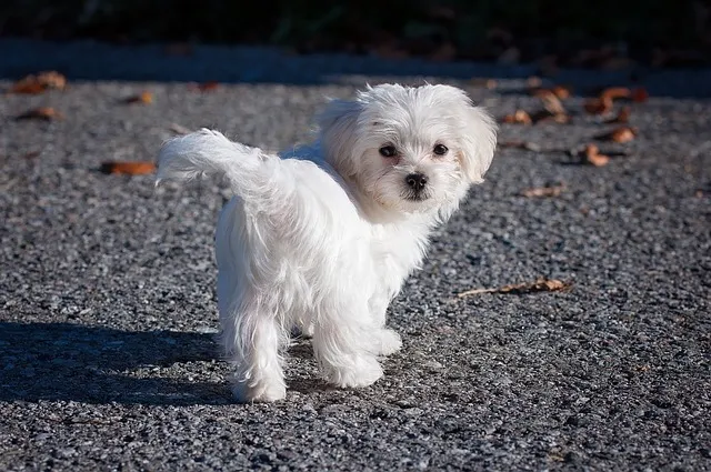 Maltese