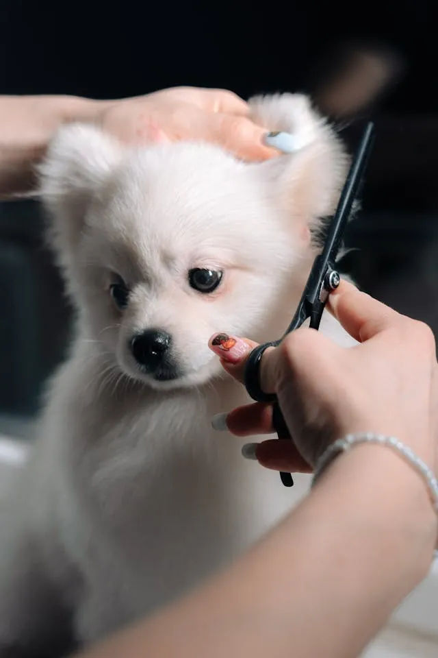 Hands grooming a fluffy white pet with scissors, focus on pet's fur and scissors.