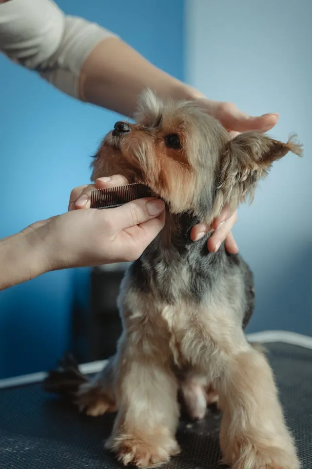 A Yorkshire Terrier being groomed with a comb on a blue background.