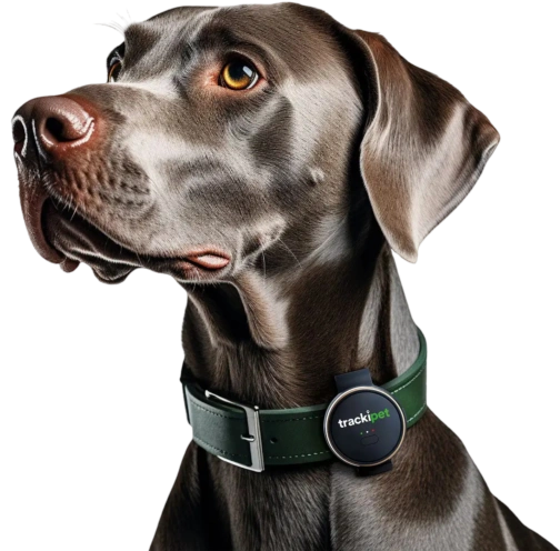 A brown dog with a green collar and a "trackipet" device.