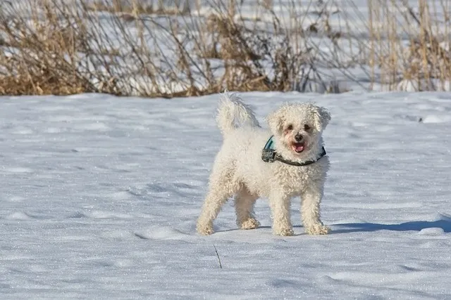 bichon frise