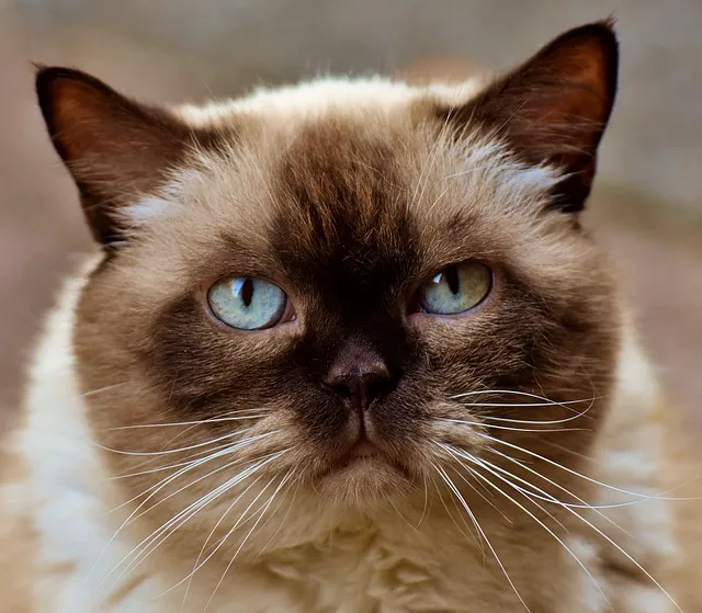 Close-up  cat ears and whiskers with a soft-focus background.