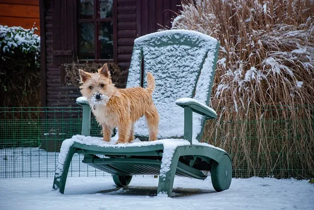 A dog standing on a snow-covered green bench in a wintery garden.