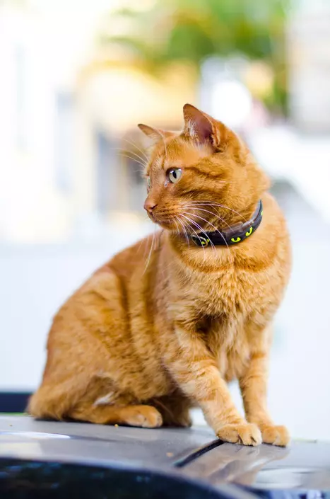 An orange tabby cat with a green collar sits on a car hood, looking to the side.