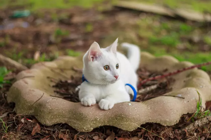 White cat with blue collar lying inside a concrete ring on the ground.