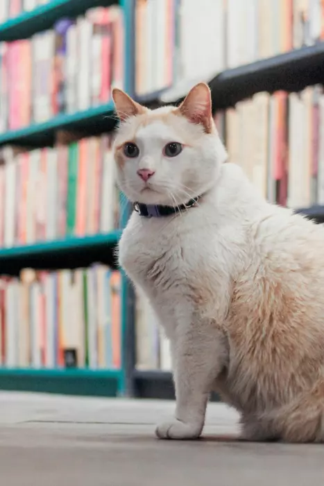 White cat with a blue collar sitting in a library with bookshelves in the background.