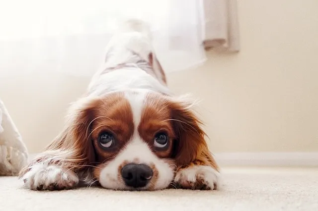 cavalier king charles spaniel