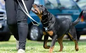 A Rottweiler on a leash stands alert next to a person outdoors.