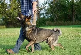 A dog training with a bite sleeve outdoors.