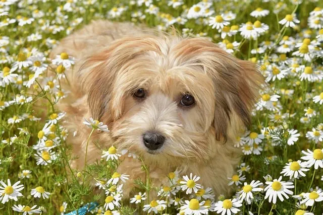 havanese