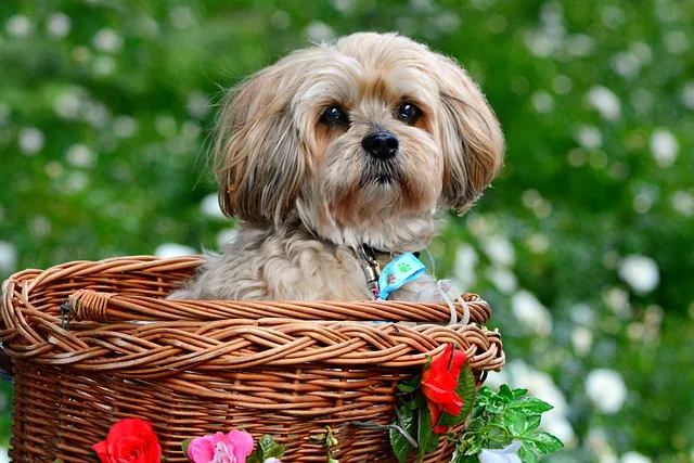 lhasa apso