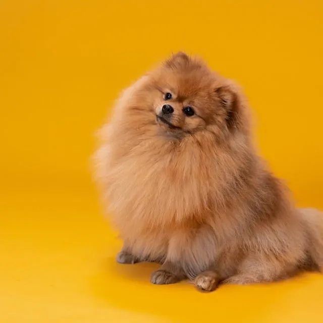 pomeranian