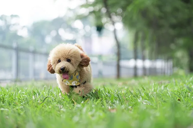 A fluffy tan poodle puppy playing in green grass with a soft-focus background.