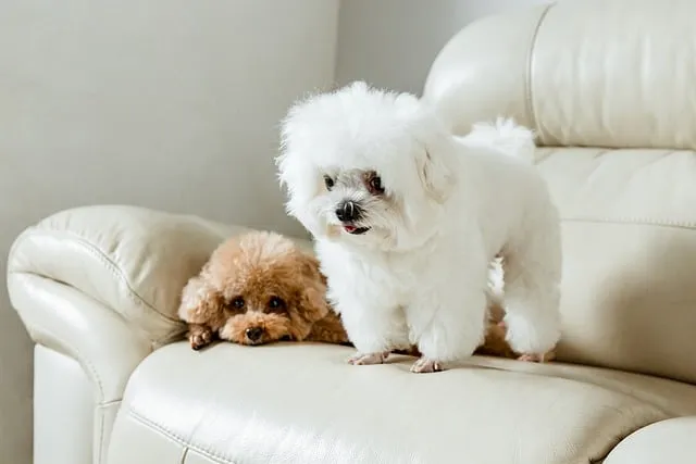 Two fluffy dogs, one white and one brown, sitting together on a cream sofa.