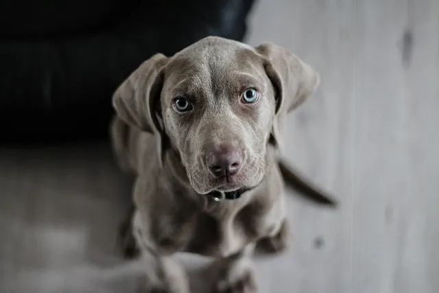 Photo of a dog with a blurred background, focusing on its ears and body.