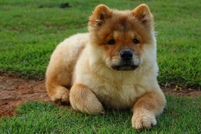 A fluffy, brown and cream Chow Chow puppy lying on grass.