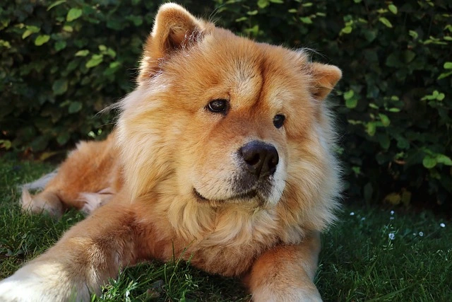 A fluffy, golden-brown Chow Chow dog lying on grass.