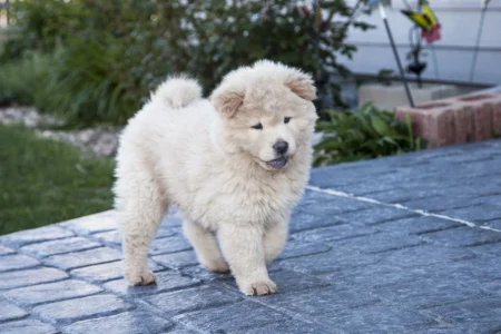 chow chow puppy walking on a stone path with greenery in the background.