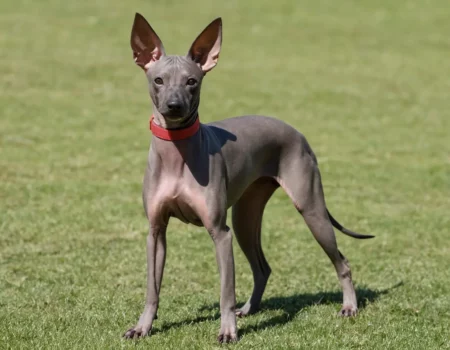 A hairless dog with large ears wearing a red collar standing on grass.