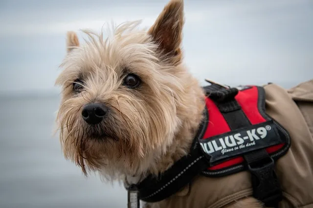 A small dog with a shaggy coat wearing a harness looks intently into the distance.