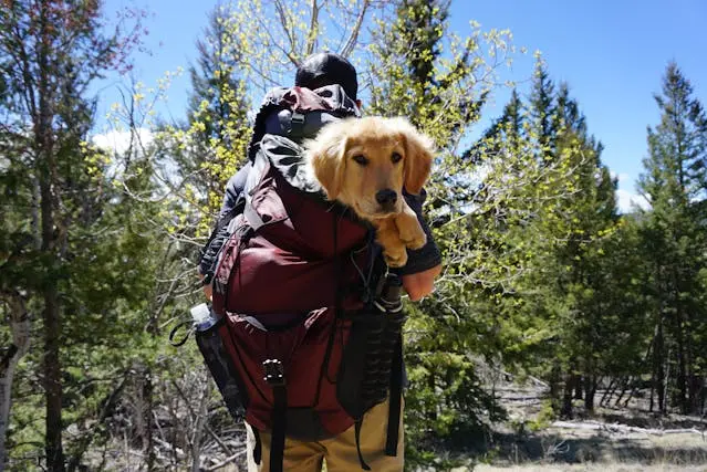 Hiker with a backpack carrying a golden retriever puppy in a forest setting.