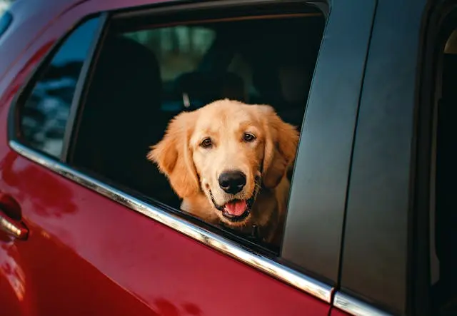 A dog's ear and paw sticking out of a car window.