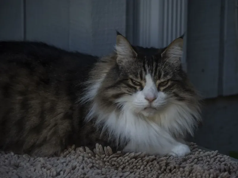 Maine Coon Cats4