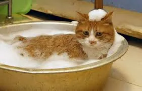 cat shampoo 1